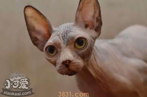 加拿大无毛猫怎么训练 训练猫咪乖巧听话注意事项(图1)