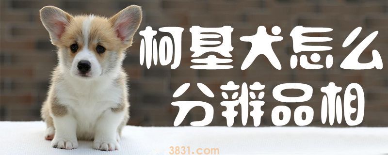柯基犬怎么分辨品相(图1)