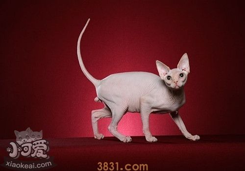 加拿大无毛猫怎么洗澡 斯芬克斯猫喂养记(图1)
