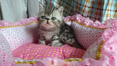 加菲猫怎么喂罐头 异国短毛猫罐头选购技巧(图1)