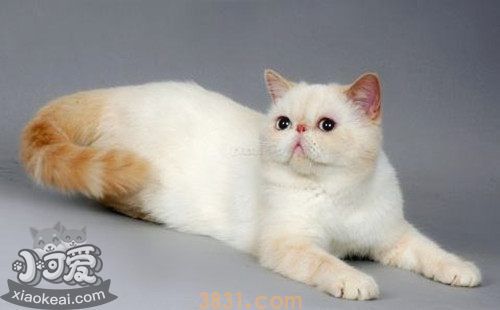 如何养胖加菲猫 加菲猫饲养注意事项(图1)