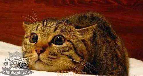 中国狸花猫感冒了怎么办 狸花猫感冒预防方法(图1)