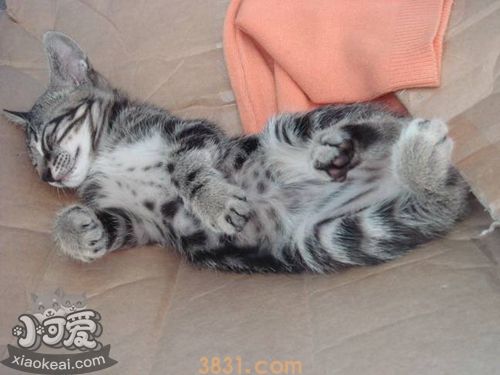 如何治疗狸花猫圆线虫病 中国狸花猫圆线虫病治疗方法(图1)