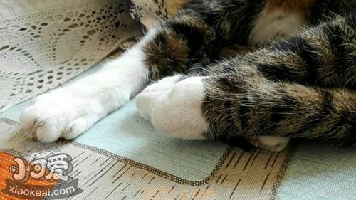 中国狸花猫有跳蚤怎么办 教你三招去除猫咪跳蚤(图1)