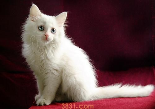 怎么训练波斯猫听话 波斯猫服从性训练(图1)