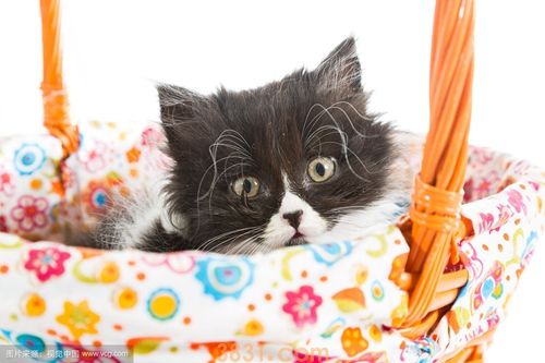 怎么训练波斯猫不偷吃东西 波斯猫偷吃东西解决办法(图1)