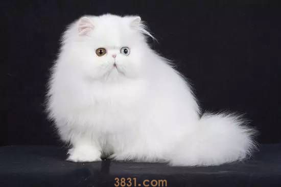 波斯猫如何训练 波斯猫训练方法(图1)