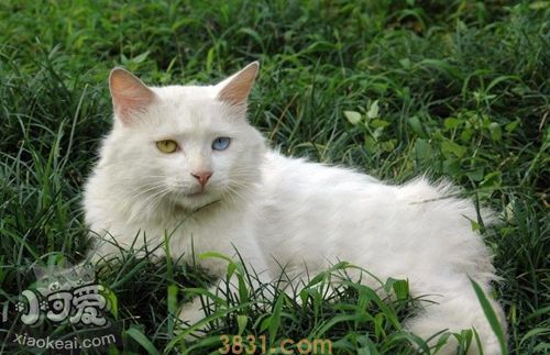 山东狮子猫有血尿是为什么 猫咪有血尿原因介绍(图1)