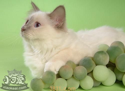 山东狮子猫得乳腺肿瘤怎么办 猫咪乳腺肿瘤治疗方法(图1)