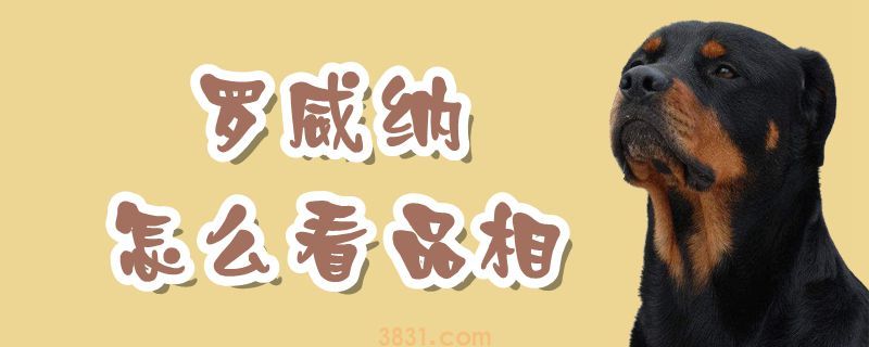 罗威纳怎么看品相(图1)