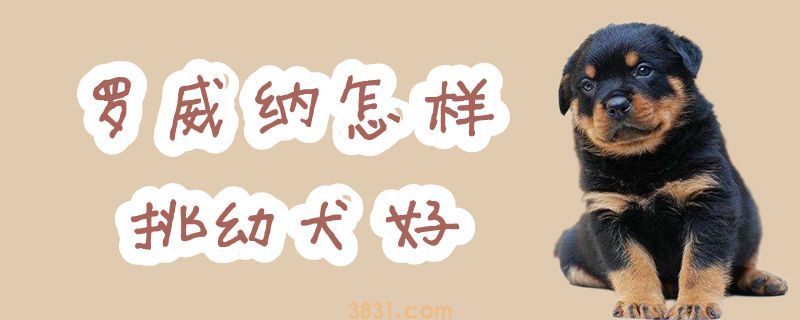 罗威纳怎样挑幼犬好(图1)