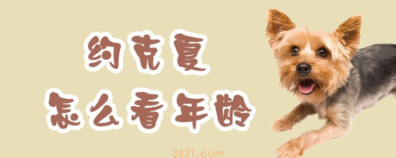 约克夏怎么看年龄(图1)