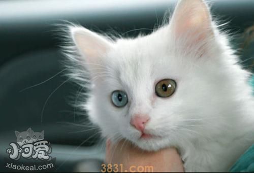 幼猫能吃鱼吗 山东狮子猫幼猫喂食禁忌(图1)