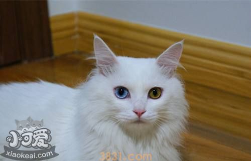 山东狮子猫吃什么好 饲喂猫咪不能太随意(图1)