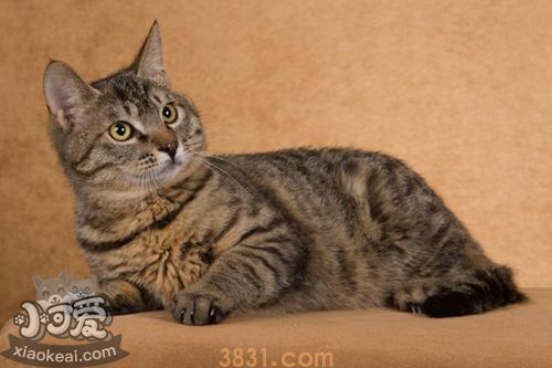 怎么教狸花猫用猫砂 四步轻松教会中国狸花猫(图1)