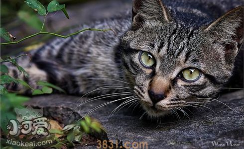 如何训练狸花猫乖乖吃饭 中国狸花猫吃饭训练(图1)