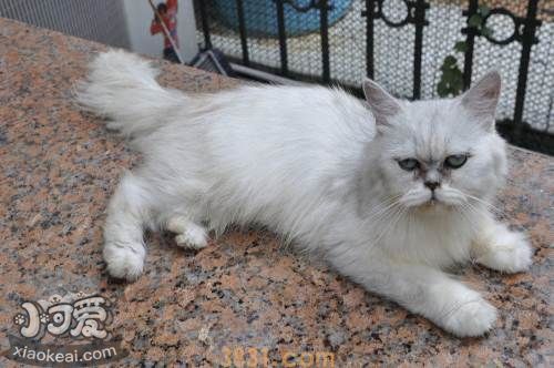 金吉拉猫能吃狗粮吗 不要让猫吃狗粮(图1)