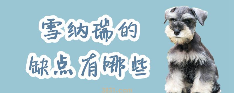 雪纳瑞的缺点有哪些(图1)