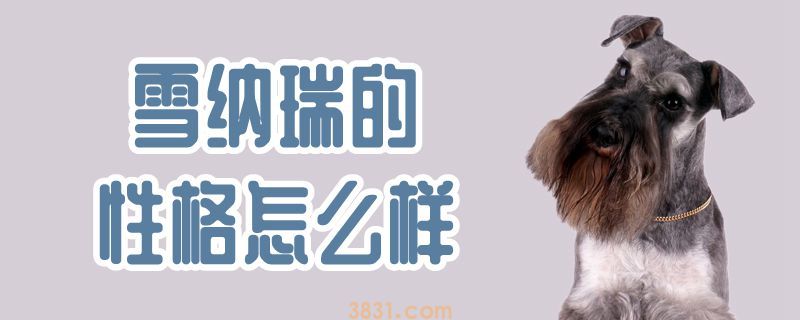 雪纳瑞的性格怎么样(图1)
