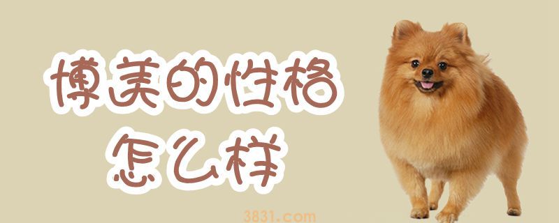 博美的性格怎么样(图1)