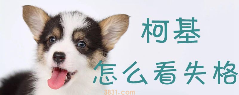 柯基怎么看失格(图1)