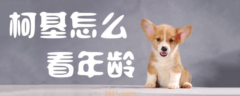 柯基怎么看年龄(图1)