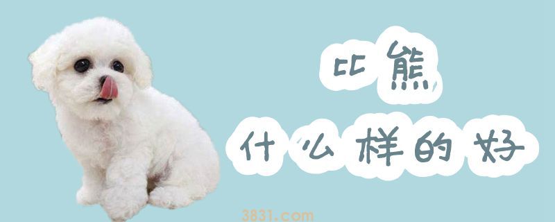 比熊什么样的好(图1)