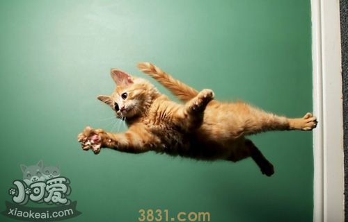 缅因猫为什么会打喷嚏 缅因猫打喷嚏原因介绍(图1)