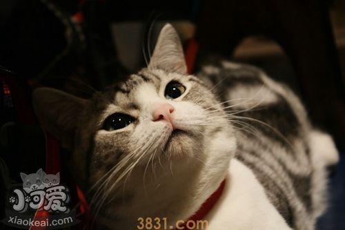 怎么训练美国短毛猫定点排便 美短上厕所训练(图1)