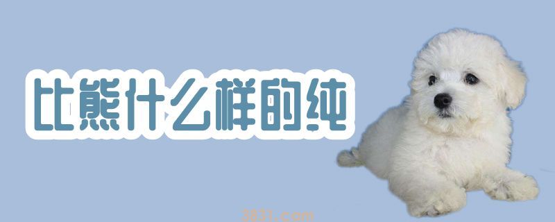 比熊什么样的纯(图1)