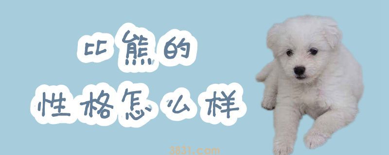 比熊的性格怎么样(图1)