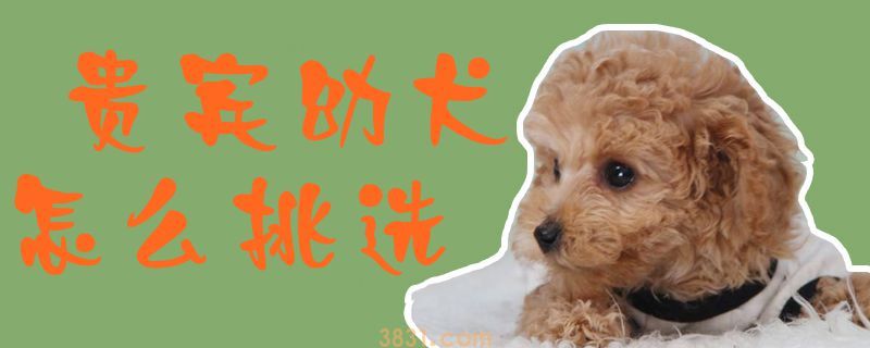 贵宾幼犬怎么挑选(图1)