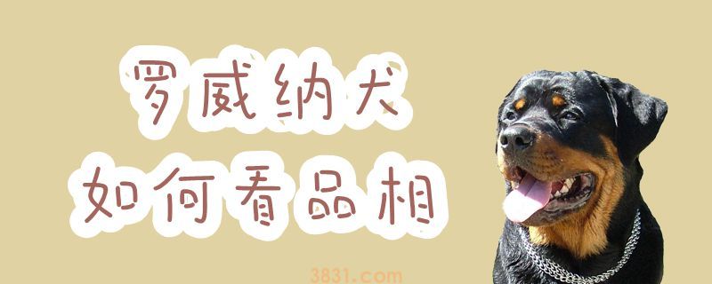 罗威纳犬如何看品相(图1)