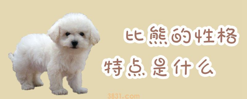 比熊的性格特点是什么(图1)