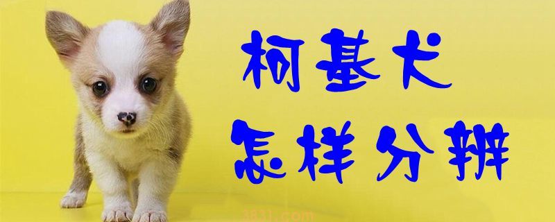 柯基犬怎样分辨(图1)