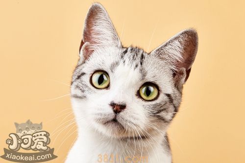 怎么训练美国短毛猫学会握手 美短握手训练方法(图1)