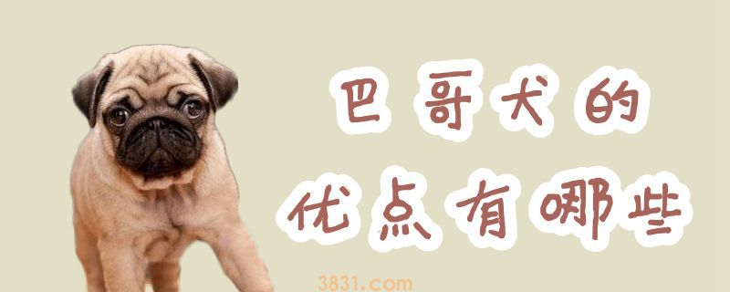 巴哥犬的优点有哪些(图1)