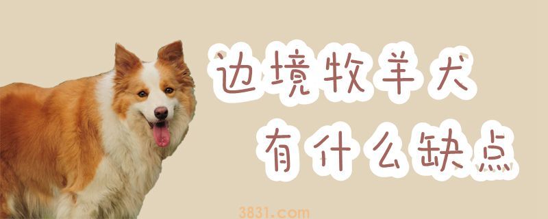 边境牧羊犬有什么缺点(图1)