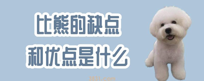 比熊的缺点和优点是什么(图1)