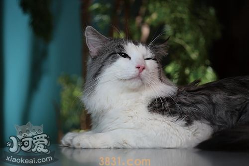 挪威森林猫血尿怎么办 猫咪血尿解决办法(图1)