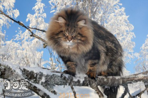 挪威森林猫咳嗽怎么办 猫咪咳嗽治疗措施(图1)