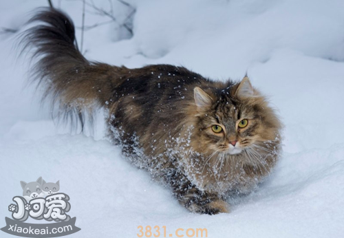 挪威森林猫咳嗽怎么办 猫咪咳嗽治疗措施(图2)