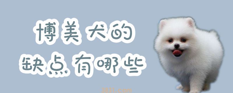 博美犬的缺点有哪些(图1)