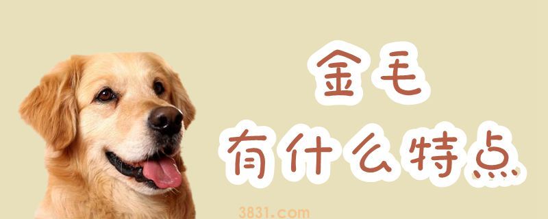 金毛有什么特点(图1)