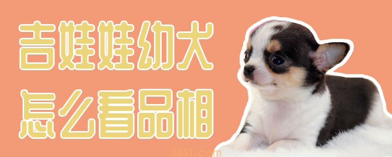 吉娃娃幼犬怎么看品相(图1)