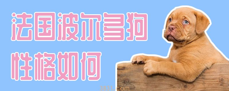 法国波尔多狗性格如何(图1)