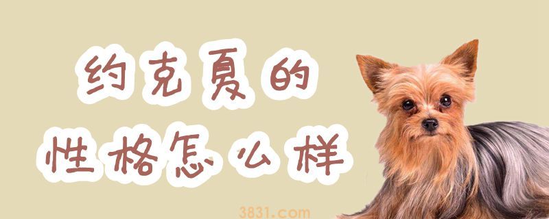 约克夏的性格怎么样(图1)