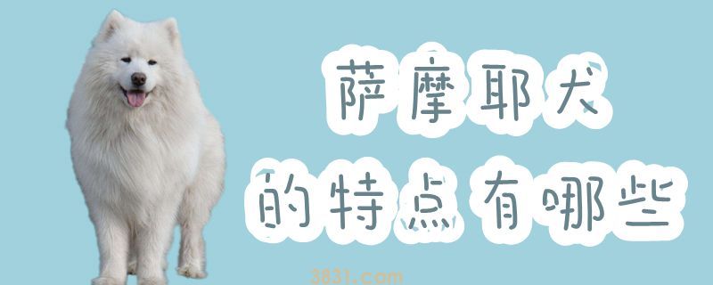 萨摩耶犬的特点有哪些(图1)