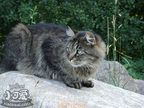 西伯利亚猫怎么养 猫咪生活习性介绍(图1)