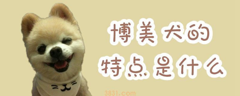 博美犬的特点是什么(图1)